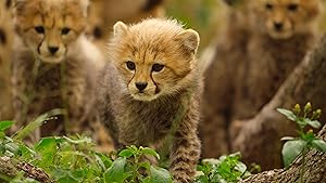 Born to be Wild