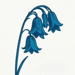 This Is...The Bluebells