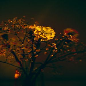 رضا مریمی